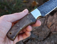 Damascus hunting knife Handle Walnut Wood. Stainless Steel Bolster - NB CUTLERY LTD